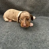 Molly dapple piebald male, a male Miniature Dachshund for sale in Williamsburg, KY – 3 of 3
