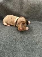 Molly dapple piebald male, a male Miniature Dachshund for sale in Williamsburg, KY – Photo 3 of 3