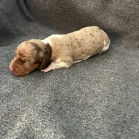 Molly dapple piebald male, a male Miniature Dachshund for sale in Williamsburg, KY – 2 of 3
