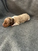 Molly dapple piebald male, a male Miniature Dachshund for sale in Williamsburg, KY – Photo 2 of 3