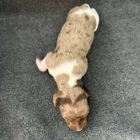 Molly dapple piebald male, a male Miniature Dachshund for sale in Williamsburg, KY – 1 of 3