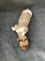 Molly dapple piebald male, a male Miniature Dachshund for sale in Williamsburg, KY – Photo 1 of 3