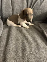 Tiny’s male, a male Miniature Dachshund for sale in Williamsburg, KY – 2 of 2