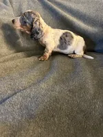 Bells #2 piebald dapple male , a male Miniature Dachshund for sale in Williamsburg, KY – 2 of 3