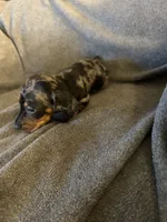 Bells dapple male , a male Miniature Dachshund for sale in Williamsburg, KY – 3 of 4