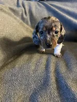 Bells female #1piebakd dapple , a female Miniature Dachshund for sale in Williamsburg, KY – 2 of 5
