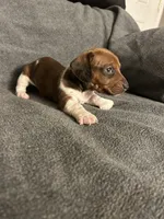 Mollys  male red piebald , a male Miniature Dachshund for sale in Williamsburg, KY – 3 of 3