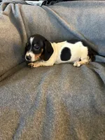 Bells piebald male. , a male Miniature Dachshund for sale in Williamsburg, KY – 2 of 2