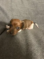 Mollys  male red piebald , a male Miniature Dachshund for sale in Williamsburg, KY – 2 of 3