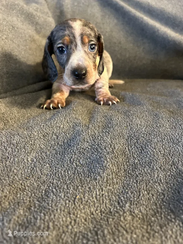 Bells #2 piebald dapple male  – Miniature Dachshund puppy for sale in Williamsburg, KY