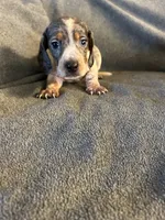 Bells #2 piebald dapple male , a male Miniature Dachshund for sale in Williamsburg, KY – 1 of 3