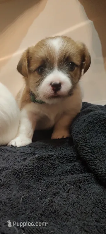 Liam – Jack Russell Terrier puppy for sale in Alto, TX