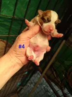 Willy , a male Jack Russell Terrier for sale in Alto, TX – Photo 2 of 4