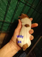 Willy , a male Jack Russell Terrier for sale in Alto, TX – Photo 1 of 4