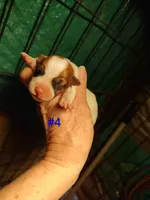 Willy , a male Jack Russell Terrier for sale in Alto, TX – Photo 3 of 4