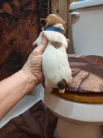 Willy , a male Jack Russell Terrier for sale in Alto, TX – 10 of 10
