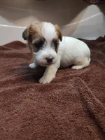 Willy , a male Jack Russell Terrier for sale in Alto, TX – 5 of 10