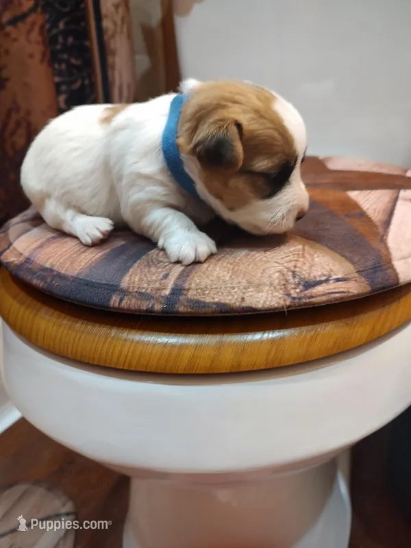 Willy  – Jack Russell Terrier puppy for sale in Alto, TX
