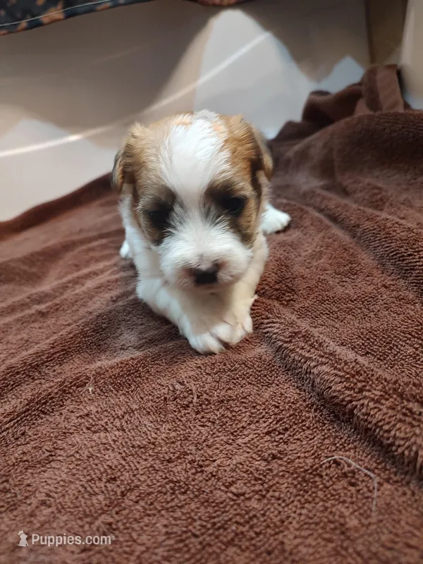 Willy  – Jack Russell Terrier puppy for sale in Alto, TX