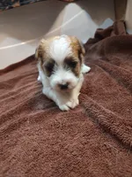Willy , a male Jack Russell Terrier for sale in Alto, TX – 1 of 10