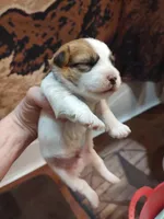 Willy , a male Jack Russell Terrier for sale in Alto, TX – 7 of 10