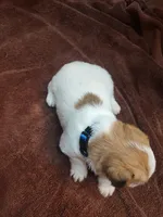 Willy , a male Jack Russell Terrier for sale in Alto, TX – 6 of 10