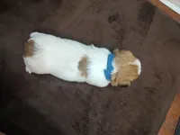 Willy , a male Jack Russell Terrier for sale in Alto, TX – 4 of 10