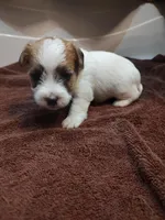Willy , a male Jack Russell Terrier for sale in Alto, TX – 2 of 10