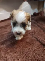 Willy , a male Jack Russell Terrier for sale in Alto, TX – 8 of 10