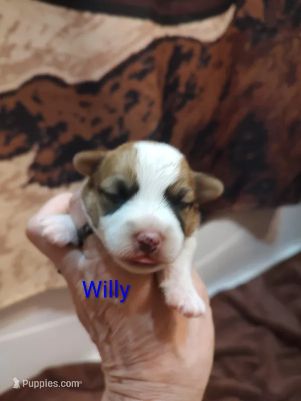 Willy  – Jack Russell Terrier puppy for sale in Alto, TX