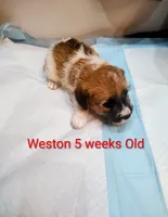 Weston , a male Jack Russell Terrier for sale in Alto, TX – 6 of 10