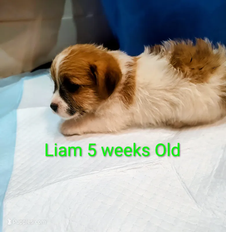 Liam – Jack Russell Terrier puppy for sale in Alto, TX