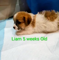 Liam, a male Jack Russell Terrier for sale in Alto, TX – 4 of 10