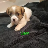 Liam, a male Jack Russell Terrier for sale in Alto, TX – 7 of 10