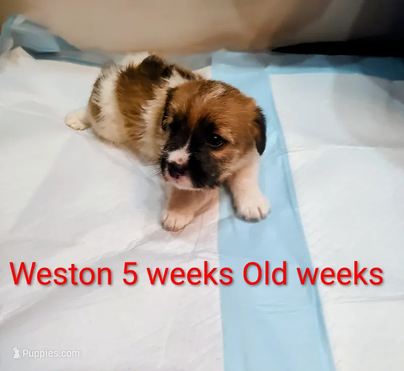 Weston  – Jack Russell Terrier puppy for sale in Alto, TX