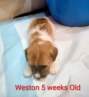 Weston , a male Jack Russell Terrier for sale in Alto, TX – 5 of 10