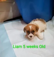 Liam, a male Jack Russell Terrier for sale in Alto, TX – 5 of 10