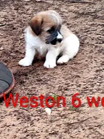 Weston , a male Jack Russell Terrier for sale in Alto, TX – 3 of 10