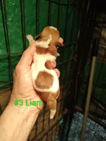 Liam, a male Jack Russell Terrier for sale in Alto, TX – Photo 2 of 3