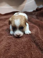Liam, a male Jack Russell Terrier for sale in Alto, TX – 7 of 10