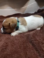 Liam, a male Jack Russell Terrier for sale in Alto, TX – 6 of 10