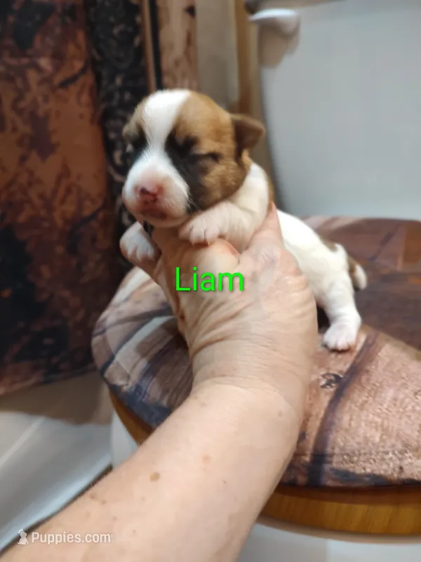 Liam – Jack Russell Terrier puppy for sale in Alto, TX
