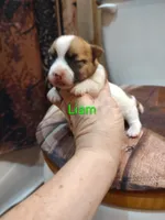Liam, a male Jack Russell Terrier for sale in Alto, TX – 8 of 10