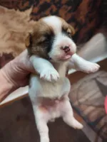 Liam, a male Jack Russell Terrier for sale in Alto, TX – 2 of 10