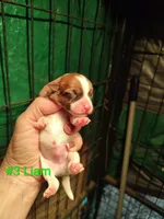 Liam, a male Jack Russell Terrier for sale in Alto, TX – Photo 3 of 3