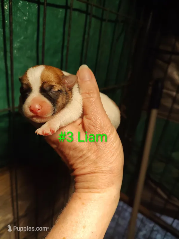 Liam – Jack Russell Terrier puppy for sale in Alto, TX