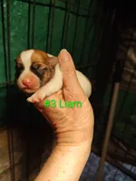 Liam, a male Jack Russell Terrier for sale in Alto, TX – Photo 1 of 3