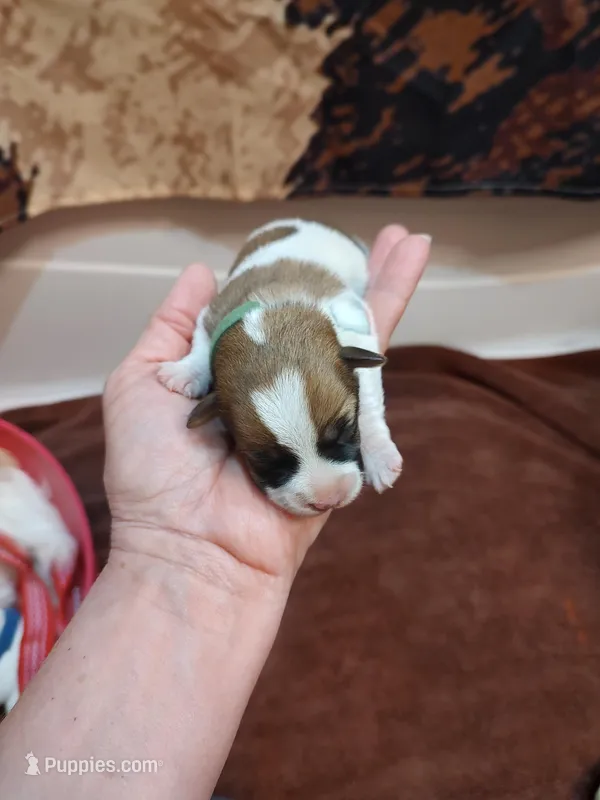Liam – Jack Russell Terrier puppy for sale in Alto, TX