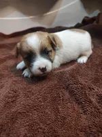 Liam, a male Jack Russell Terrier for sale in Alto, TX – 1 of 10