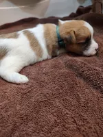 Liam, a male Jack Russell Terrier for sale in Alto, TX – 5 of 10